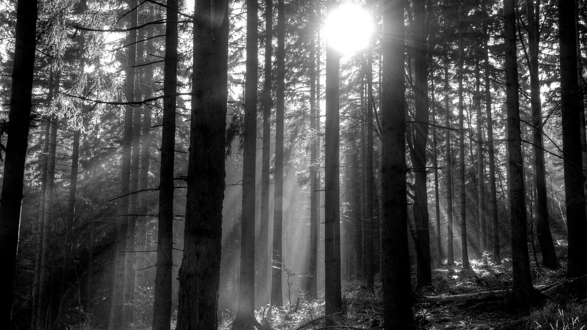 Emotional Design in Practice: Translating Feeling into Function hero image